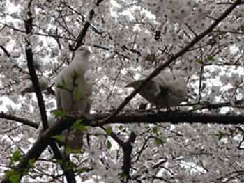 桜と白鳩
